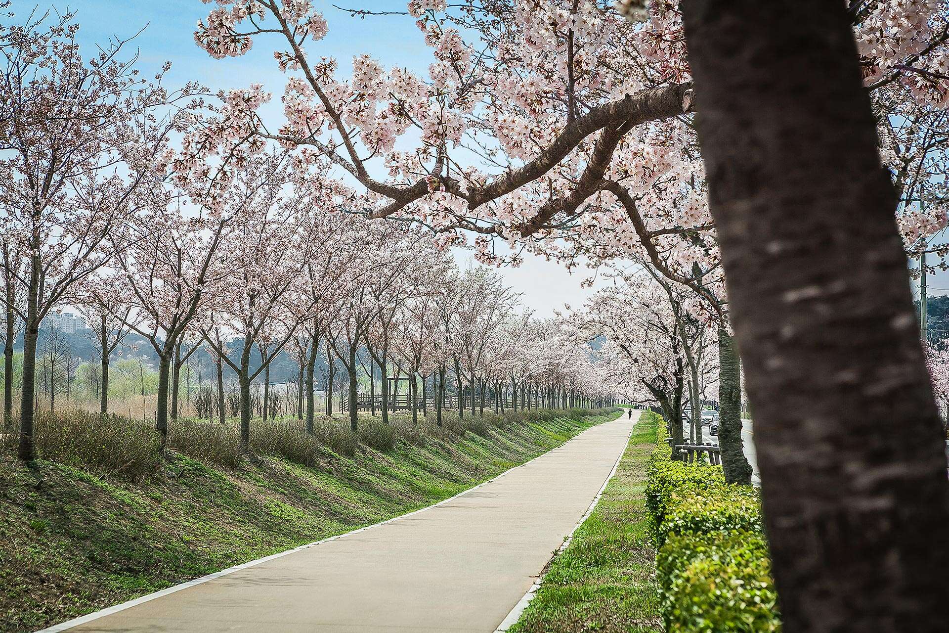 Gyeongpo cherry blossoms festival