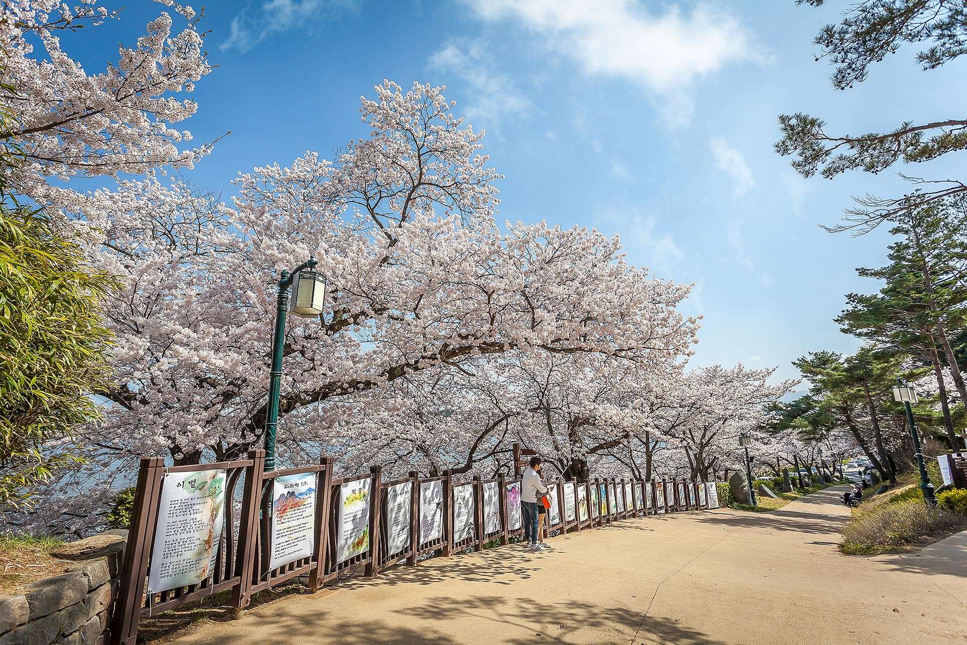Gyeongpo cherry blossoms festival
