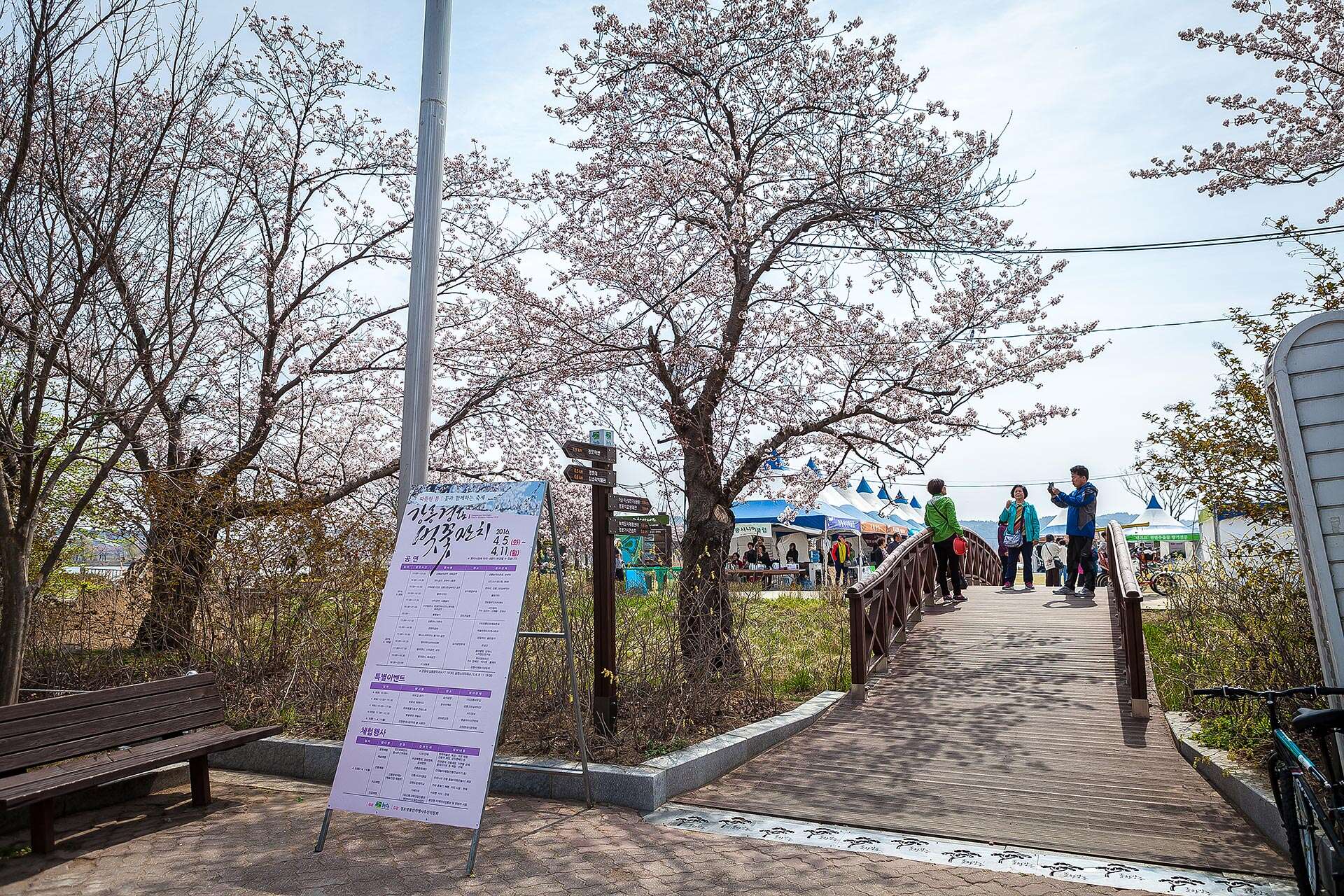 Gyeongpo cherry blossoms festival