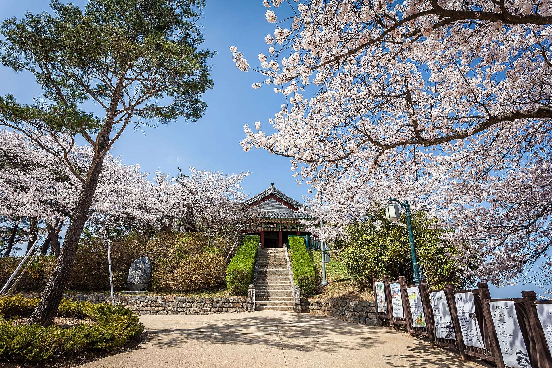 Gyeongpo cherry blossoms festival