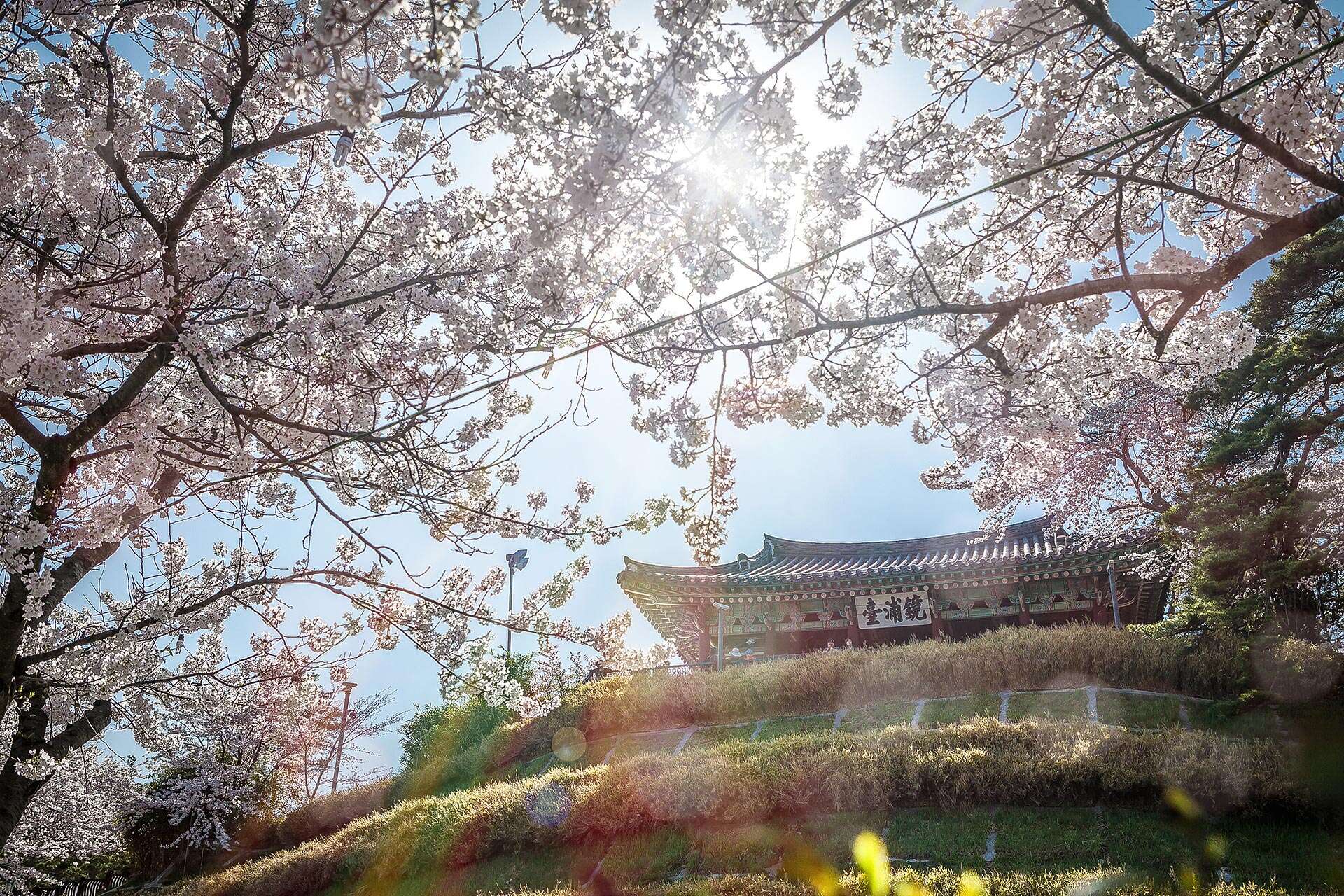 Gyeongpo cherry blossoms festival