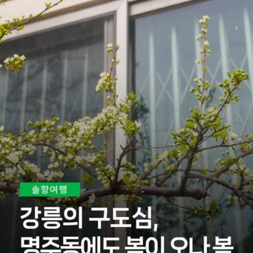 강릉의 구도심, 명주동에도 봄이 오나 봄