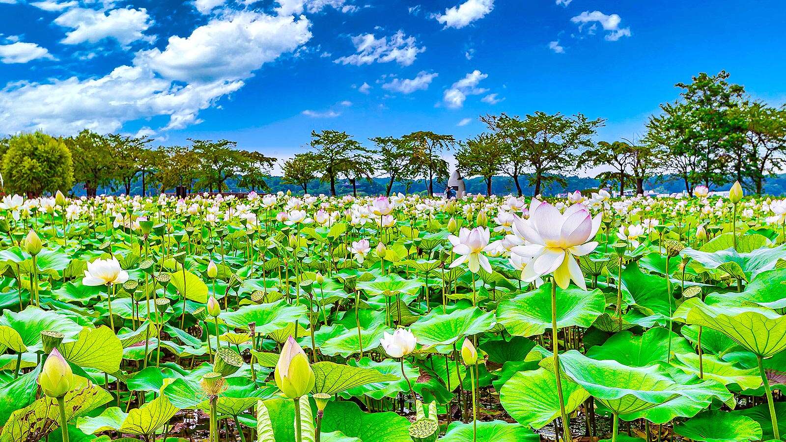 Gyeongpo Gasiyeon Wetlands where lotus flowers bloom's Night is<br>More Beautiful Than Its Day