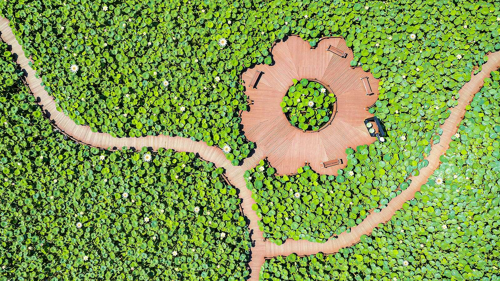 Gyeongpo Gasiyeon Wetlands with lotus flowers seen from the sky's Night is<br>More Beautiful Than Its Day