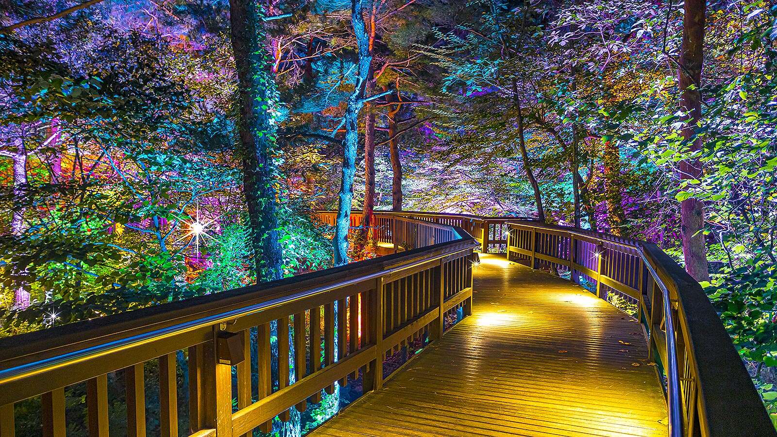 Gangneung Solhyang Arboretum Forest Ecological Observation Road with Night Lights 02's Night is<br>More Beautiful Than Its Day