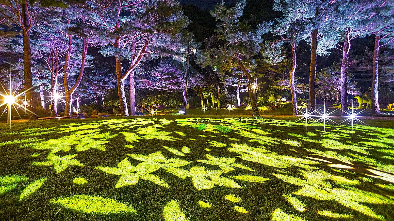 Gangneung Solhyangsu Arboretum Pine Forest Lawn Square with Night Lights's Night is<br>More Beautiful Than Its Day