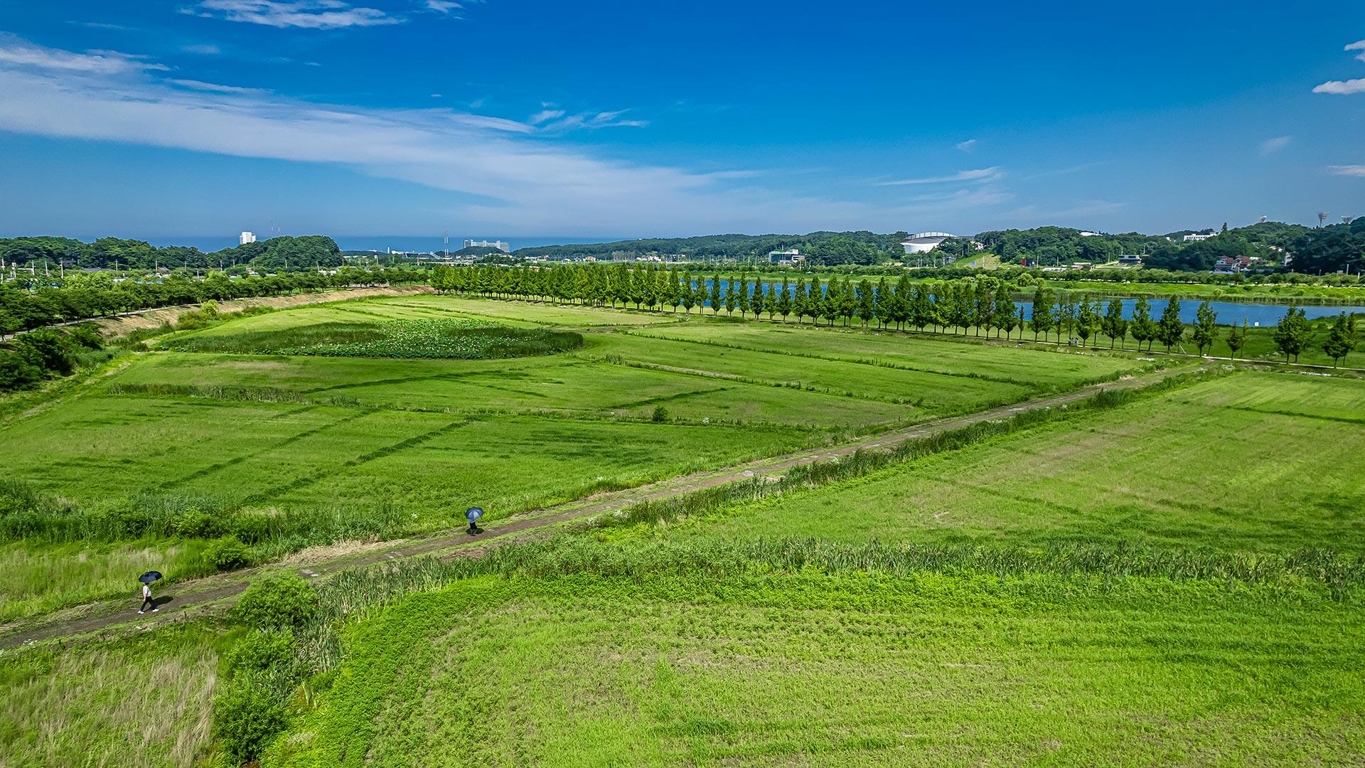 View of Gyeongpo Ecological Reservoir with Metasequoia Road