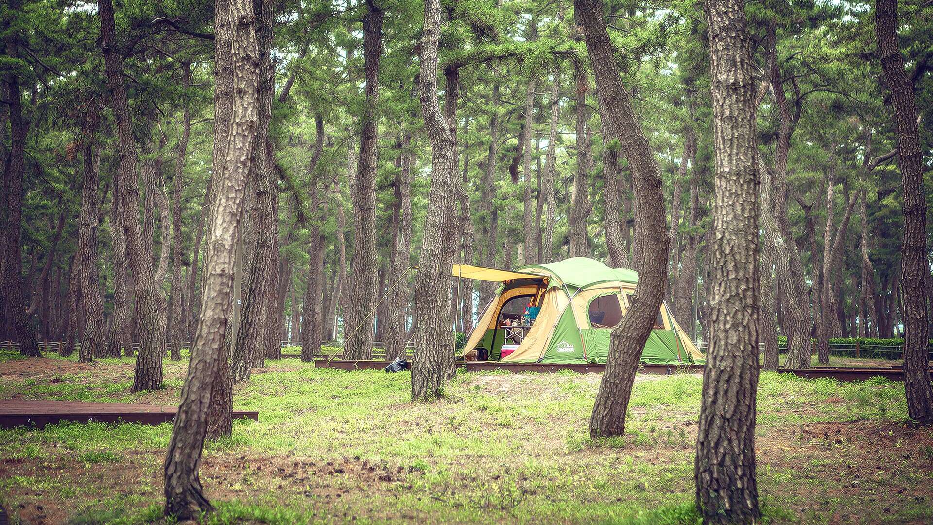 YeongokBeach Camping Site People enjoying camping on the pine forest deck